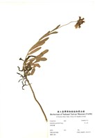 藏品(天人菊)的圖片